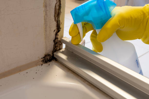Best Certified Mold Removal  in Sophia, WV