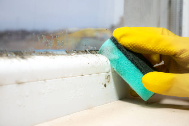 Best Residential Mold Removal  in Sophia, WV