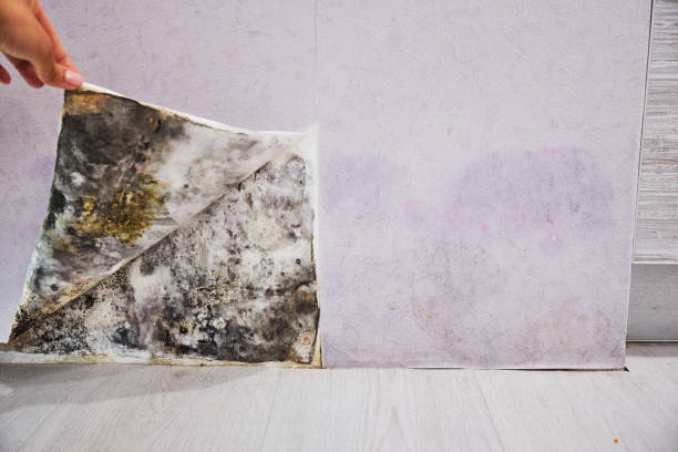 Crawl Space Mold Removal in Sophia, WV